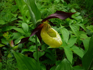 Орхидея Венерин башмачок настоящий